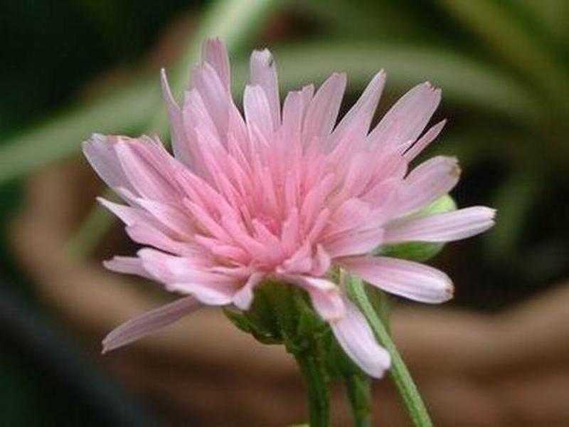 月曜日 曇り 桃色蒲公英 ももいろたんぽぽ たかさんの書斎 楽天ブログ