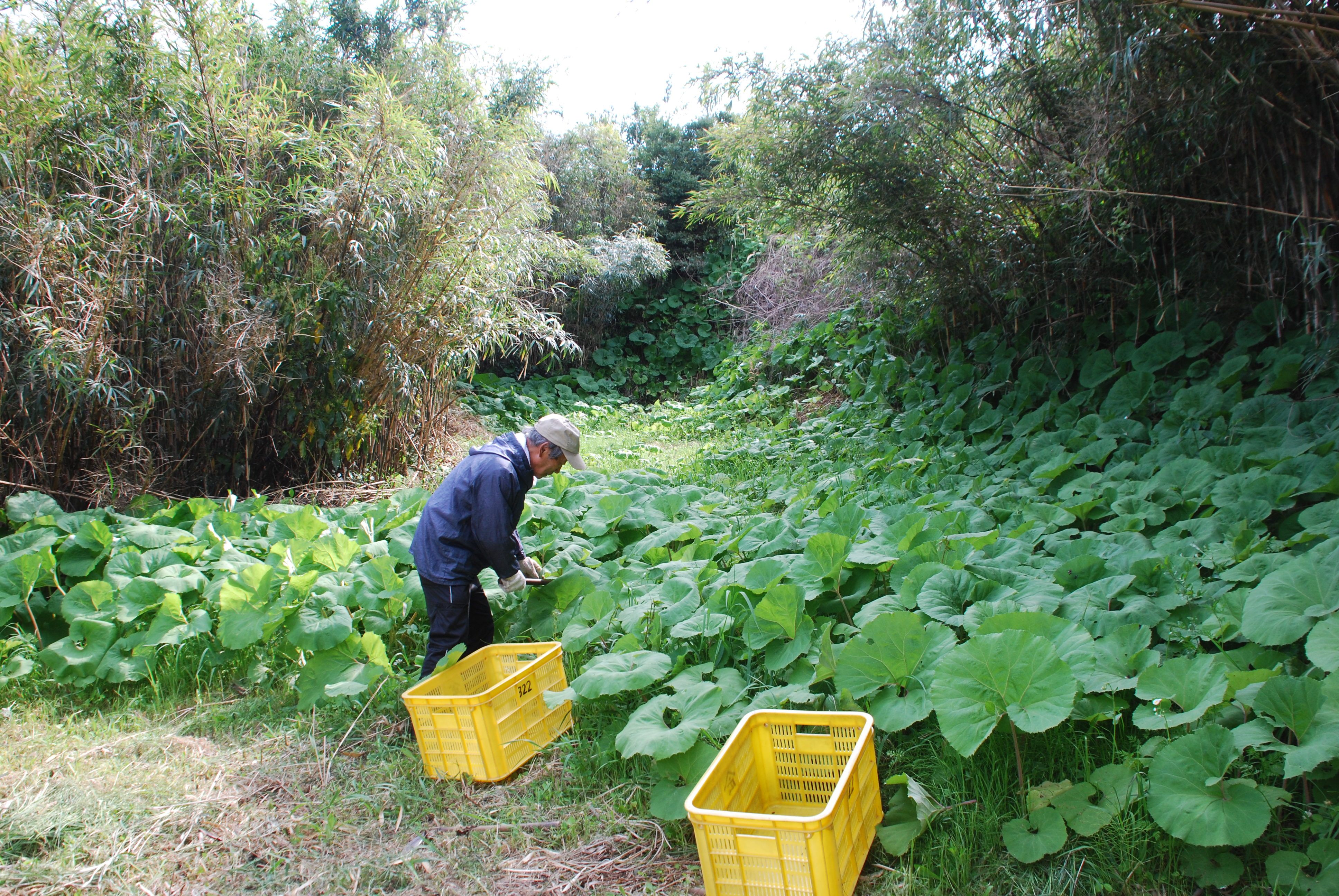 自然の豊かな石垣山で 作業の一つ ふき採りの様子です みかんの木を育てる 四季の変化 楽天ブログ