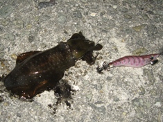 9月12日 アオリイカ１