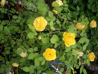 IMGP4244.jpg