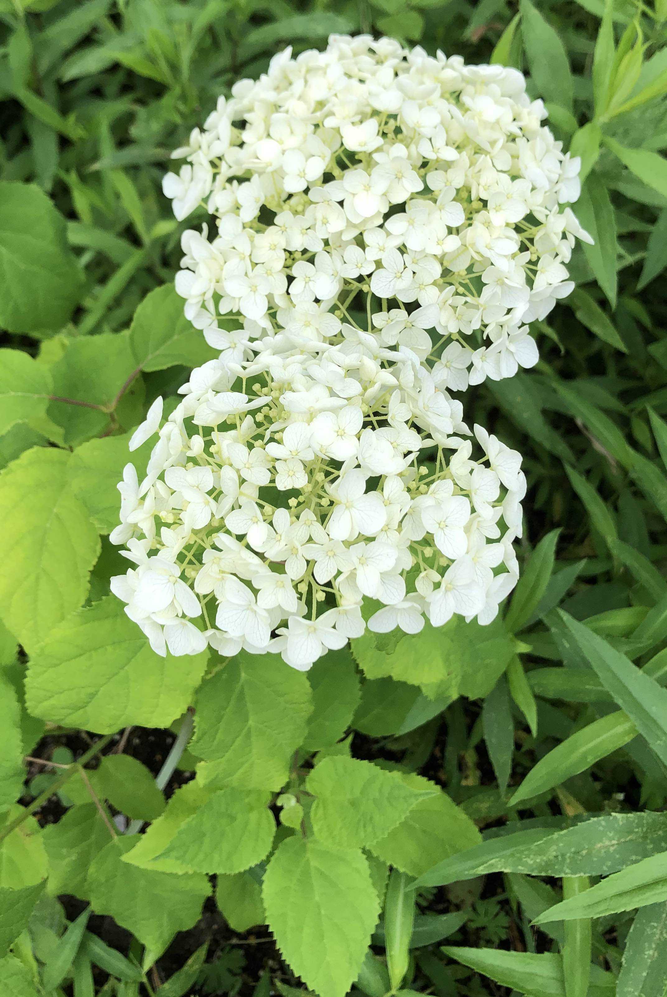 紫陽花 その５ 里山徒然 楽天ブログ