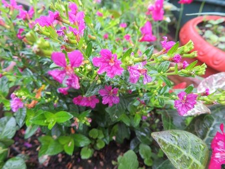 クフェアとペンステモンとコレオプシス ミソハギ 道具は大事 静かな時が流れる 風の庭 楽天ブログ