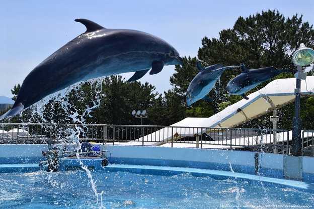 ということでマリンワールド海の中道昼間リベンジ編 その2* | 今日の予定 - 楽天ブログ