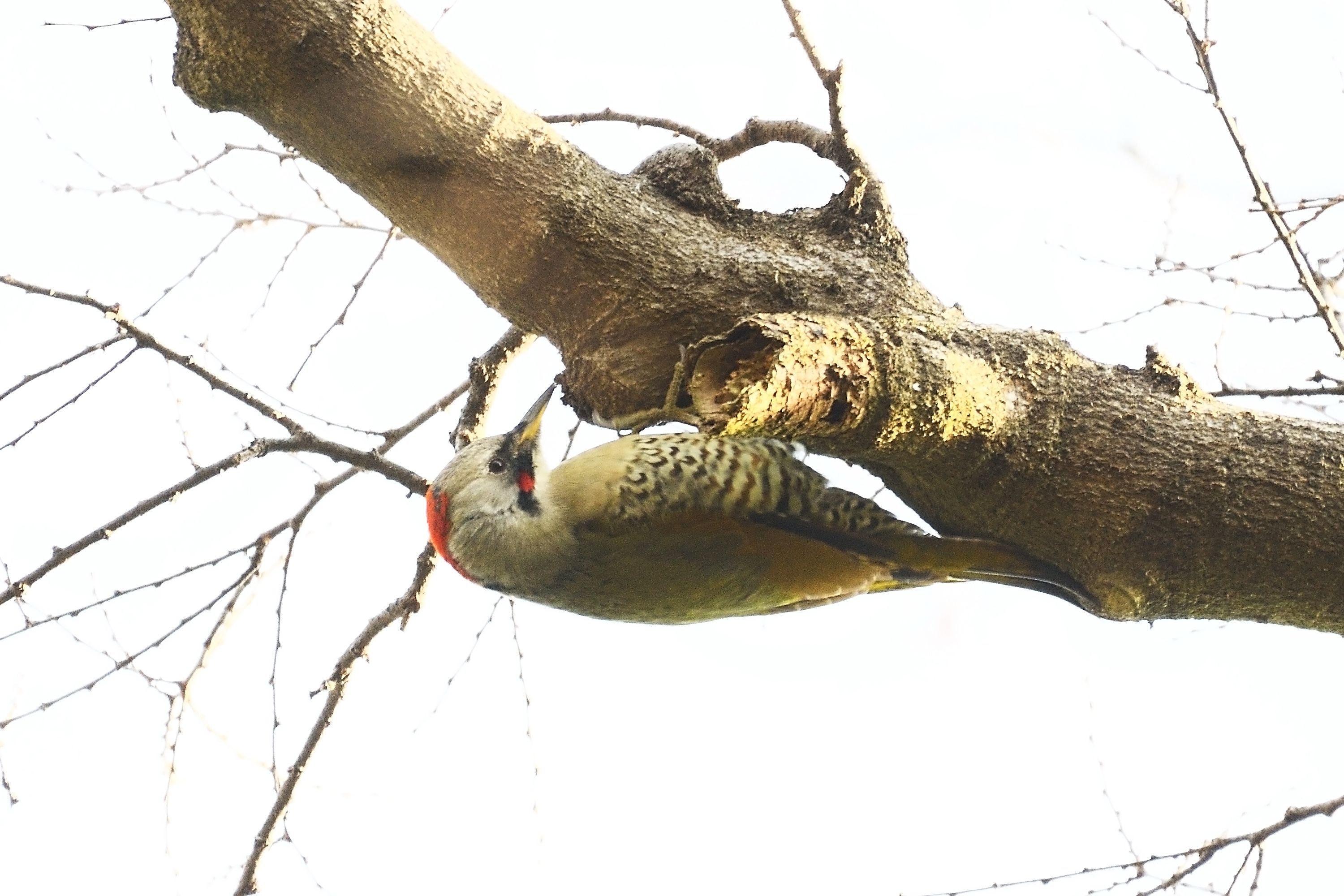 憧れの アオゲラ アカゲラ 大型キツツキ類 の蔵出し編 野鳥との日常生活を綴る 楽天ブログ 憧れの アオゲラ アカゲラ 大型キツツキ類 の蔵出し編 野鳥との日常生活を綴る 楽天ブログ