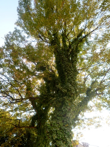 024 (375x500).jpg