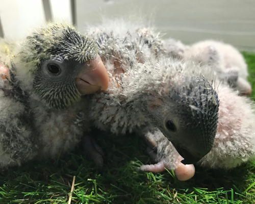 アカエリゴシキセイガイインコとオキナインコの雛たち inkoya日和 楽天ブログ