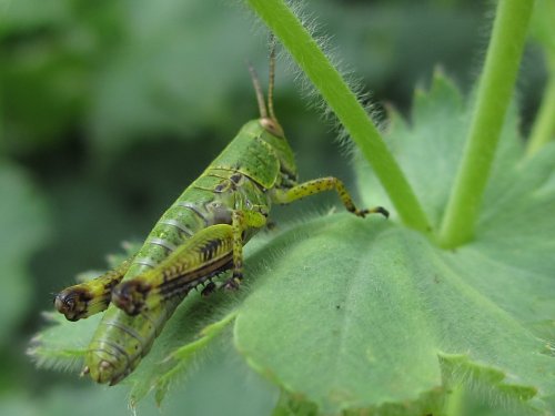 名前がわからない虫3(6月)