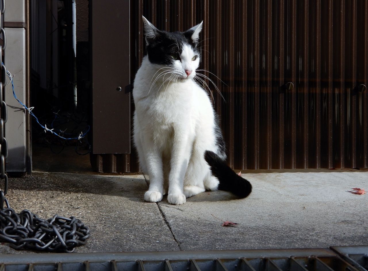 シャム猫3匹揃い踏み!?の巻 | 人さまのネコ - 楽天ブログ シャム猫3匹揃い踏み!?の巻 | 人さまのネコ - 楽天ブログ