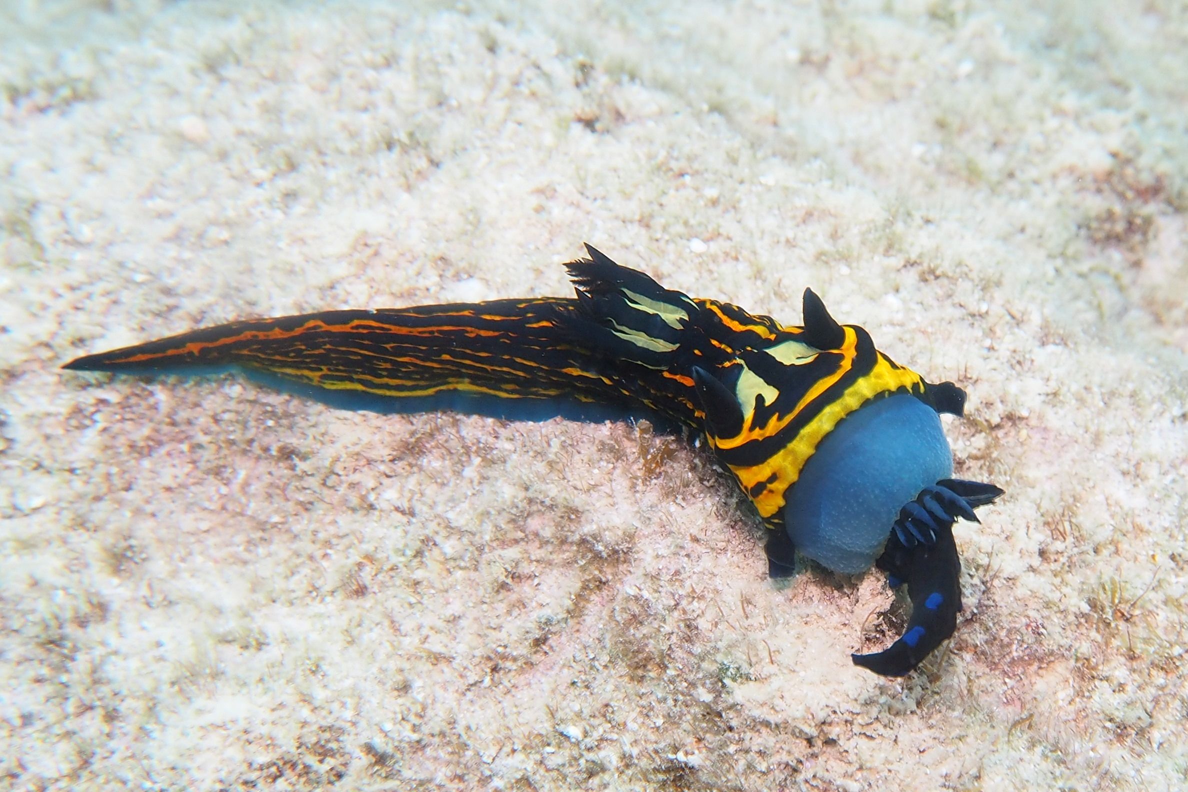 イシガキリュウグウウミウシ デコボコ潜水 楽天ブログ