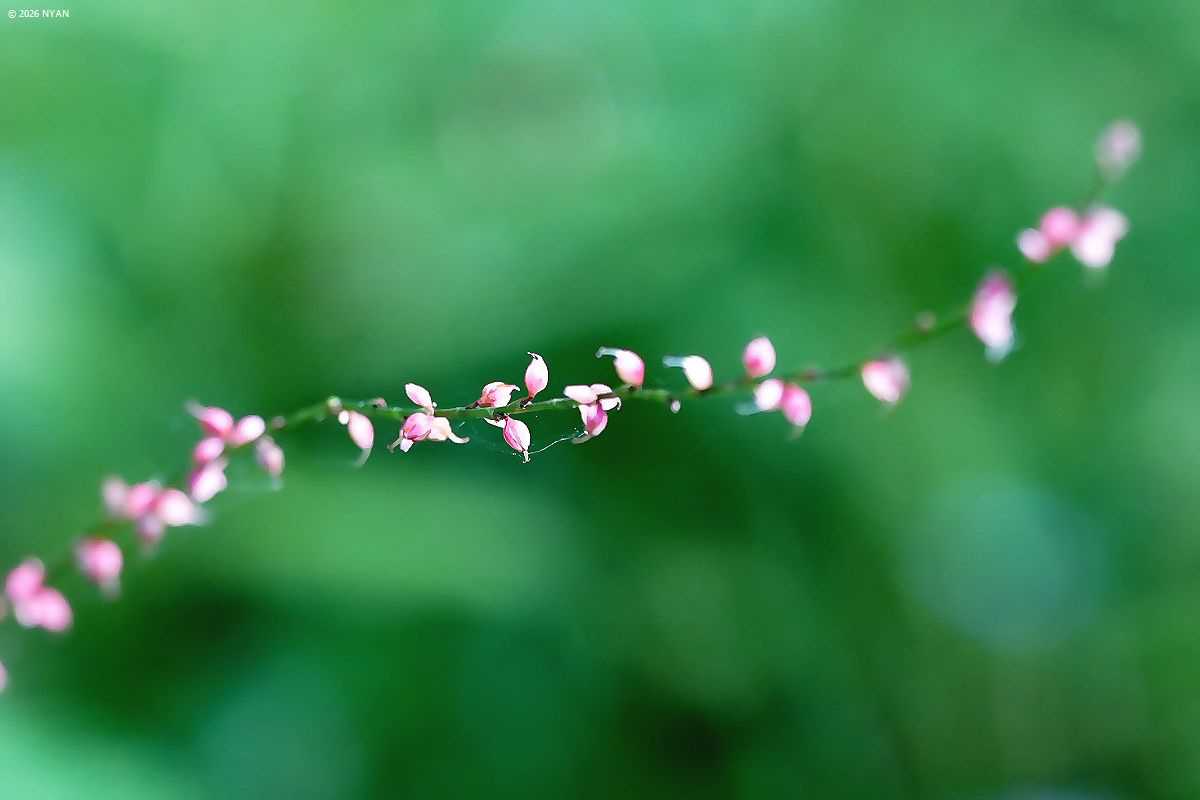 ミズヒキ（水引、タデ科）