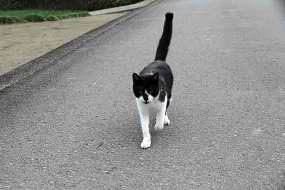 我が家のニャンコ♪2015/11/30-3