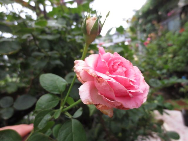 27ページ目の カテゴリ未分類 ばぁばの薔薇の花園 楽天ブログ