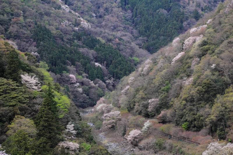 亀山展望台_002.jpg