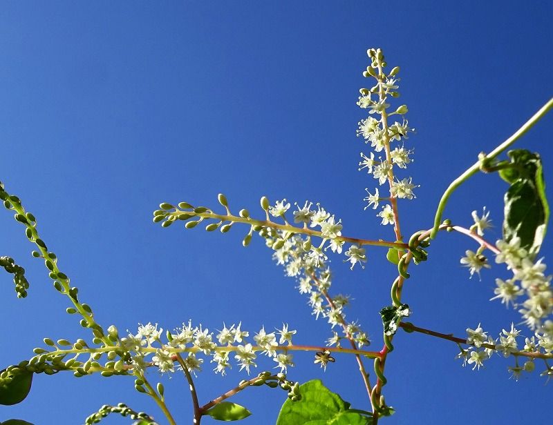 10月12日 今日の一花 その２ オカワカメ 陸若布 Gazengamaのブログ 散歩中に出合った花と趣味の陶芸作品 楽天ブログ