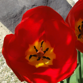 DSC01350tyuuripppu2.gif