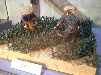 虫取り (2).JPG