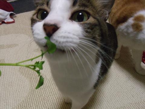 にゃんこ13 005.jpg