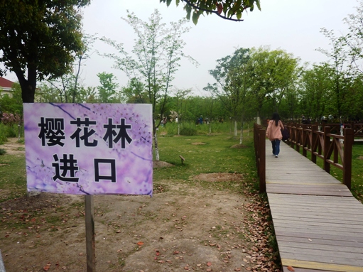 083顧村公園２.jpg