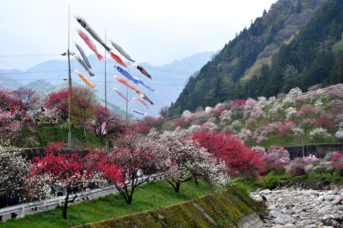 花桃