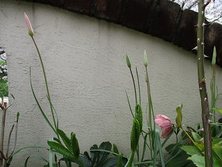 IMG_0651ss.jpg