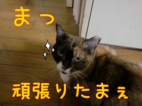頑張り.JPG