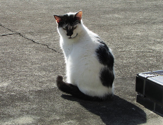 我が家のニャンコ♪2014/12/27-3