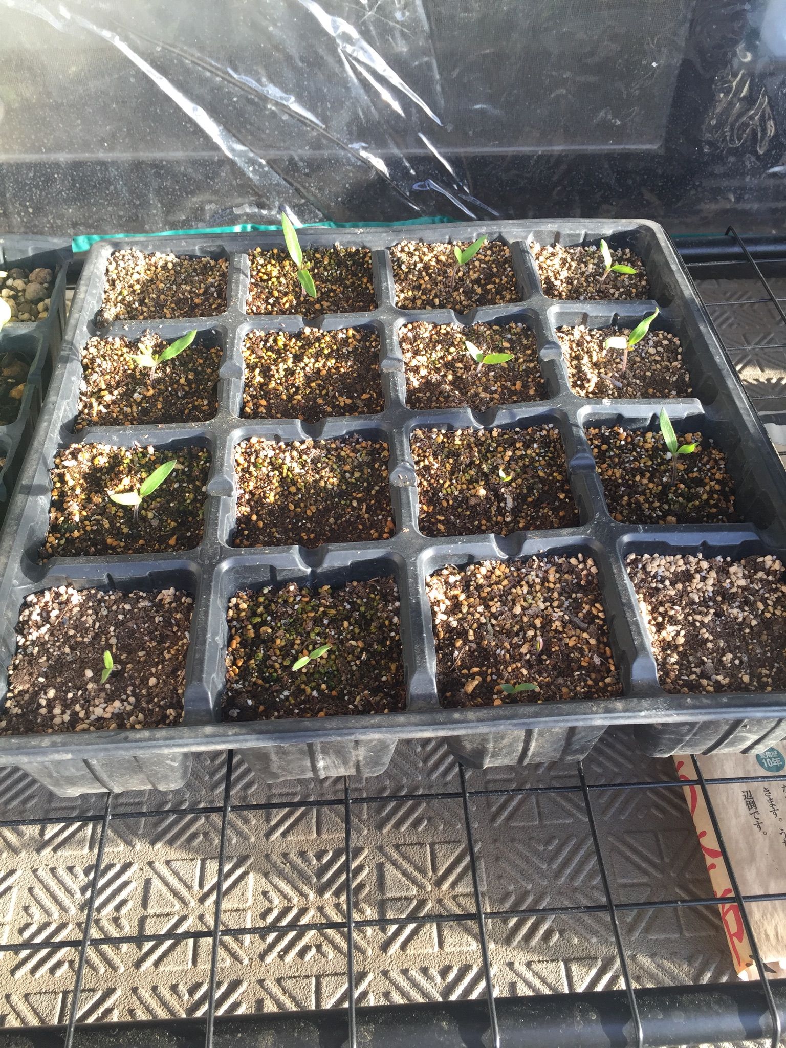 ベランダ育苗 心配していたミニトマトですが ちょろ松の家庭菜園奮闘記 楽天ブログ