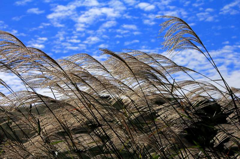 曽爾高原_19-2.jpg