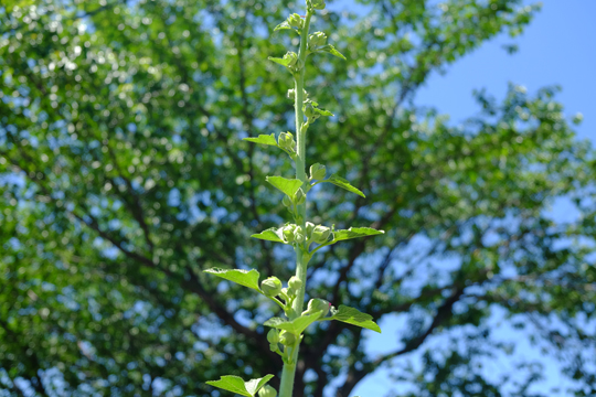 2016 05 18_5531111.jpg