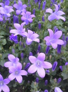 青い花.jpg