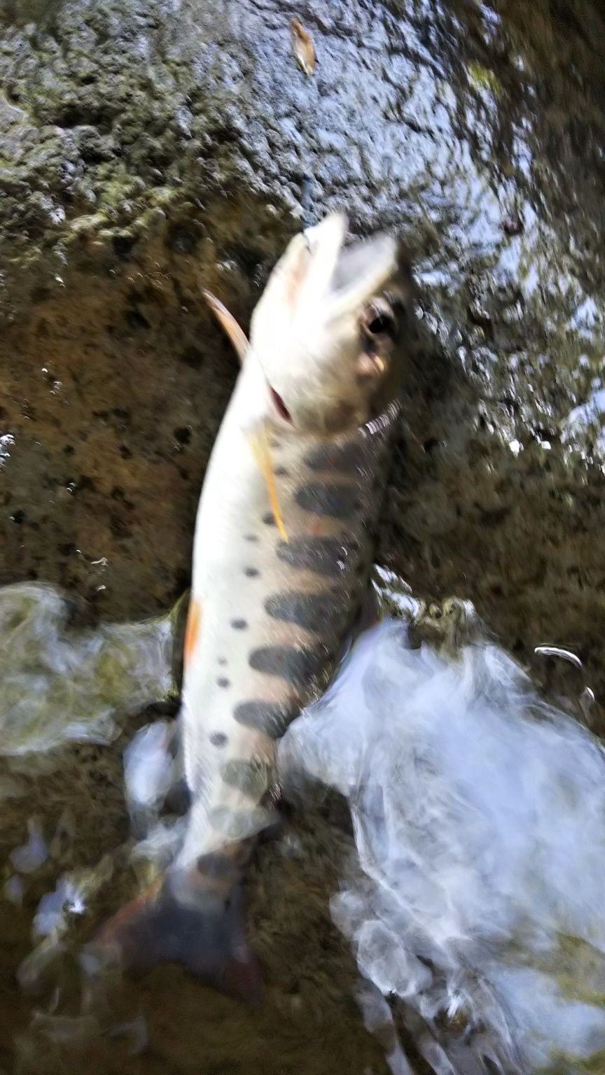 渓流釣り みみずの部屋 楽天ブログ