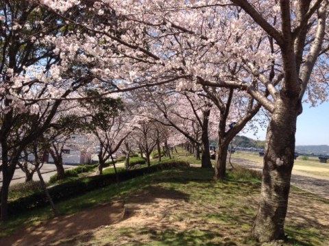 sakura