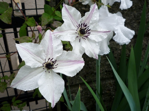 P1150208 (500x374).jpg