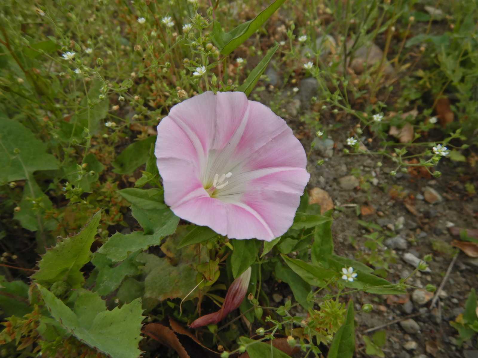 ヒルガオやキツネアザミ 山と川と花の記 楽天ブログ