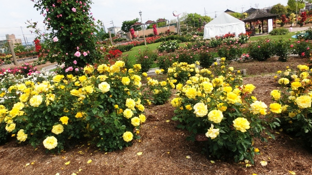 茨木　若園公園のバラ　その２