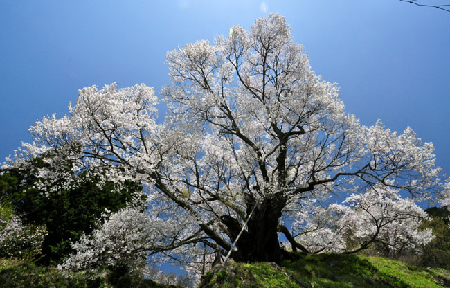 桜４