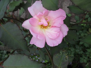 IMG_1836ss.jpg