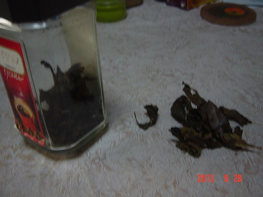 DSC01221.JPG