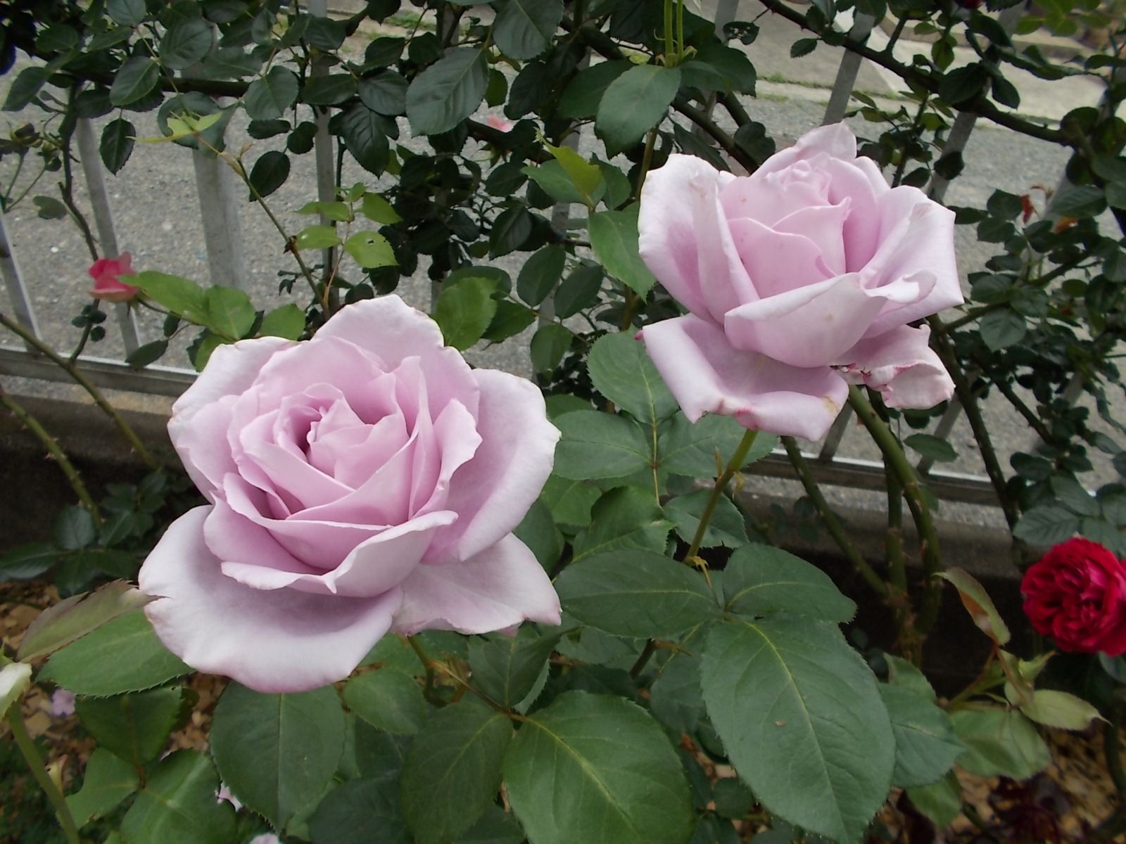 我が家の剣弁高芯咲き バラを咲かせることが好き 楽天ブログ