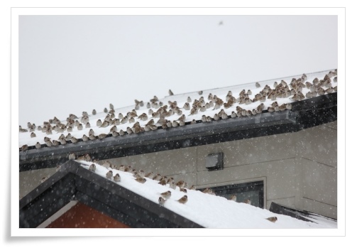 スズメの大群-12 14.2.5