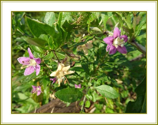 令和元年11月4日 枸杞の花むらさき淡く色づきぬ 花の歳時記 天南星の魅力 山野草 楽天ブログ 令和元年11月4日 枸杞の花むらさき淡く色づきぬ 花の歳時記 天南星の魅力 山野草 楽天ブログ