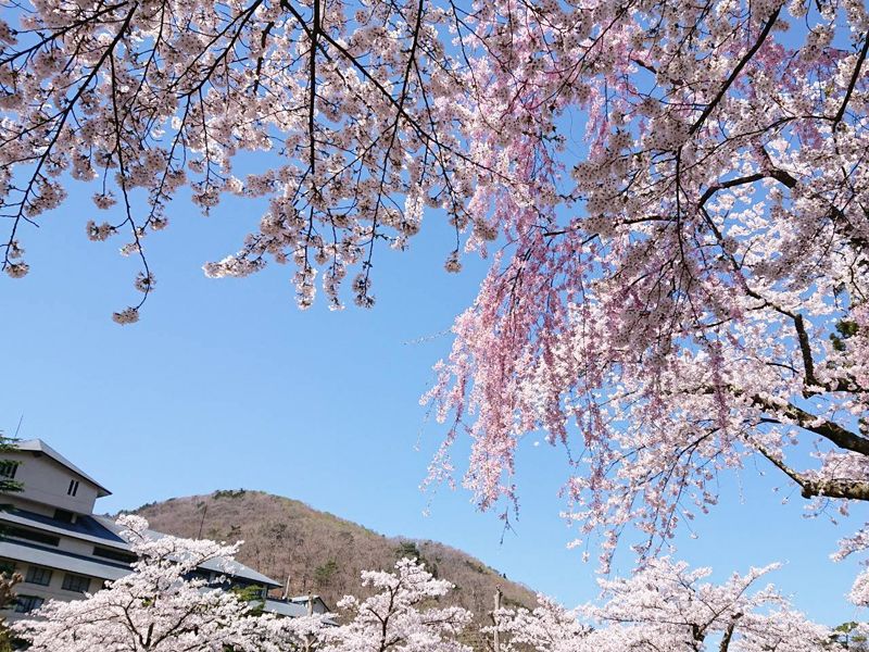 19年 花巻温泉さくら便り 19 4 29 花巻温泉スタッフblog ぽちっと花温 楽天版 楽天ブログ