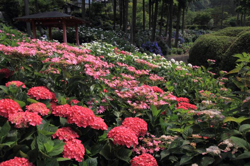 庭園・アジサイ_004.jpg