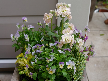 寄せ植え２