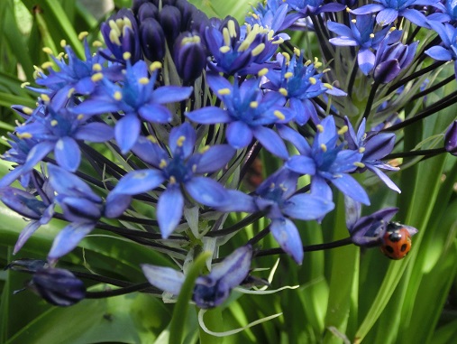 シラーペルヴィアナ