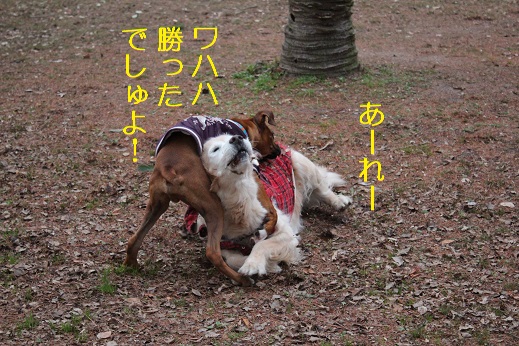 勝った
