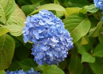 あじさい寺１５