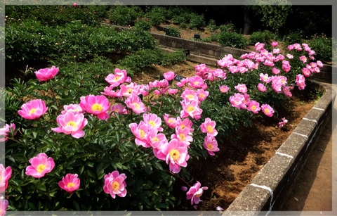 シャクヤク園・フラワーセンター大船植物園