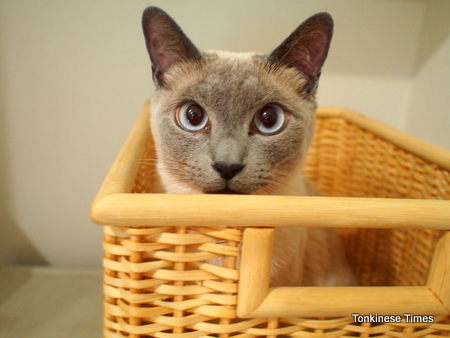 もにゃ in a basket 2