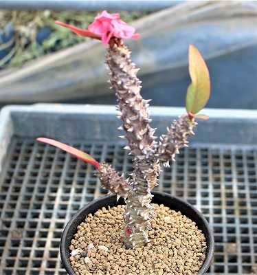 デンモザ・茜丸などのサボちゃん植替えと実生帝玉 | ☆ガマンマ デンモザ・茜丸などのサボちゃん植替えと実生帝玉 | ☆ガマンマ